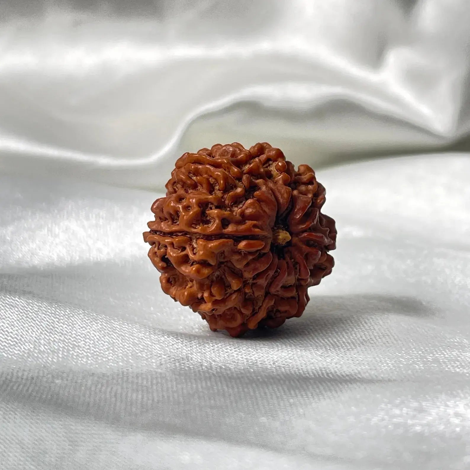 9 Mukhi Nepali Siddh Rudraksha | Rare Nav Durga Rudraksha for Power & Spiritual Awakening